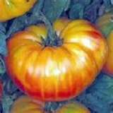 PINEAPPLE TOMATO~`~The tastiest Heirloom Large~``~Seeds 20+ Fresh 