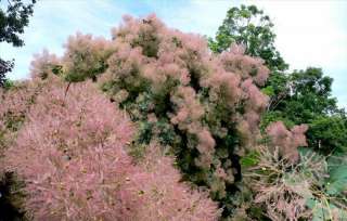 Pink Mist Smoke (Cotinus coggygria) Tree  