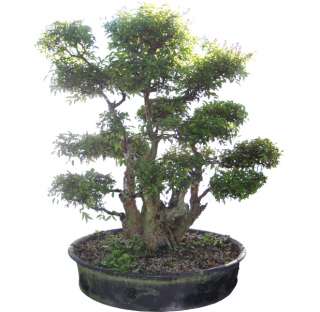 Crape Myrtle Bonsai Tree 63 Tall Large Specimen  