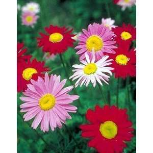    Double Pyrethrum Painted Daisy 8 Plants Patio, Lawn & Garden