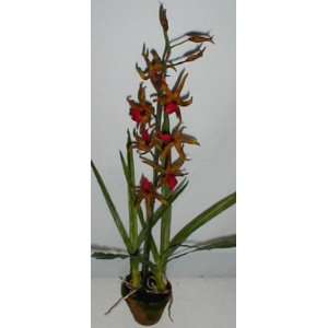  33 Silk Spider Orchid in Moss Pot (natural red)