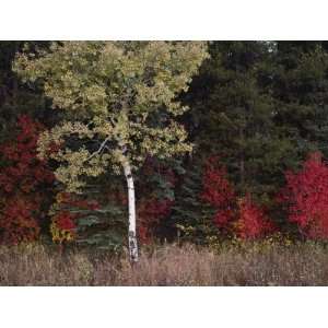  Flaming Shrubs and a Slender Quaking Aspen Glow against a 
