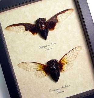 Real Bat Winged Cicada Pair Real Framed Insect 7960  