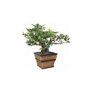  Nu Dell Artificial Bonsai in Black Square Sea Grass 