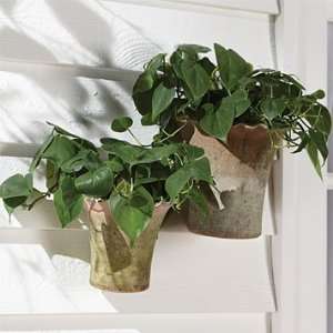    Orvis Mossy Aged Terracotta Wall Pots Patio, Lawn & Garden