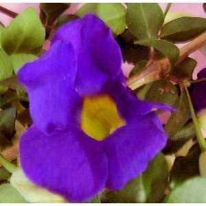   Live Plant Vivid Purple Trumpet Shaped Flowers Patio, Lawn & Garden