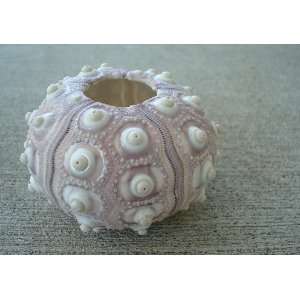  Purple Sputnik Sea Urchins   2 pcs. 