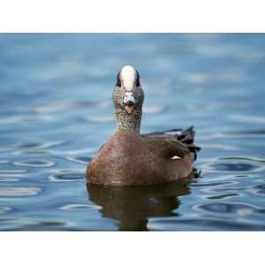 An American Widgeon Floating on the Surface of the Water Photographic 