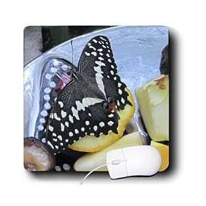  Jackie Popp Nature N Wildlife butterflies   Swallow tail 