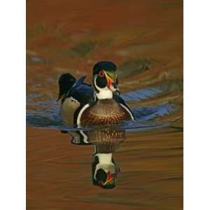Abstract of Wood Duck Drake Swimming in Autumn Color Reflections 